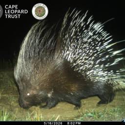Porcupine ~ ystervark